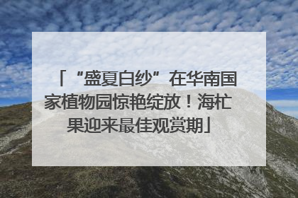 “盛夏白纱”在华南国家植物园惊艳绽放！海杧果迎来最佳观赏期