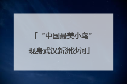 “中国最美小鸟”现身武汉新洲沙河