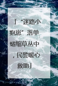 “迷路小狍崽”落单蜷缩草丛中，民警暖心救助