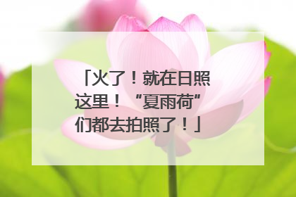 火了！就在日照这里！“夏雨荷”们都去拍照了！