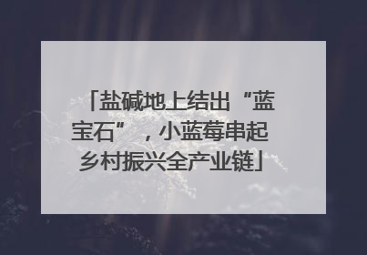 盐碱地上结出“蓝宝石”，小蓝莓串起乡村振兴全产业链