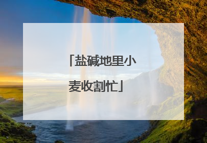 盐碱地里小麦收割忙
