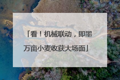 看！机械联动，即墨万亩小麦收获大场面