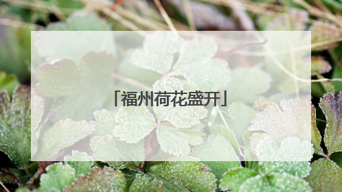 福州荷花盛开