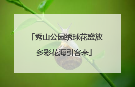 秀山公园绣球花盛放 多彩花海引客来