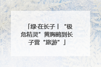 绿·在长子丨“极危精灵”黄胸鹀到长子营“旅游”