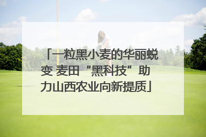 一粒黑小麦的华丽蜕变 麦田“黑科技”助力山西农业向新提质