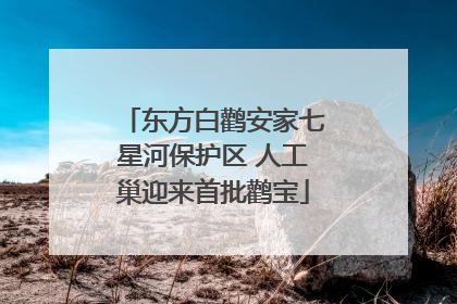东方白鹳安家七星河保护区 人工巢迎来首批鹳宝