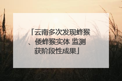 云南多次发现蜂猴、倭蜂猴实体 监测获阶段性成果