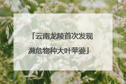 云南龙陵首次发现濒危物种大叶苹婆