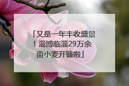 又是一年丰收盛景！淄博临淄29万余亩小麦开镰啦