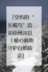 受伤的“长嘴鸟”造访徐州沛县！暖心救助守护自然精灵