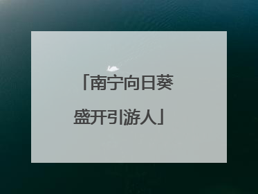 南宁向日葵盛开引游人