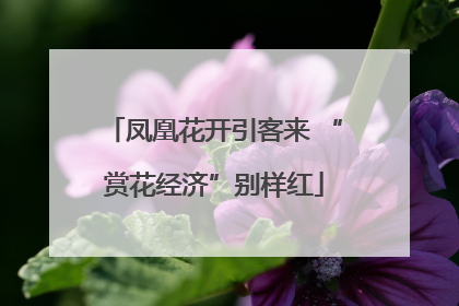 凤凰花开引客来 “赏花经济”别样红