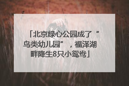 北京绿心公园成了“鸟类幼儿园”，福泽湖畔降生8只小鸳鸯