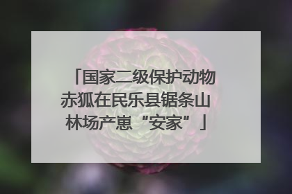 国家二级保护动物赤狐在民乐县锯条山林场产崽“安家”
