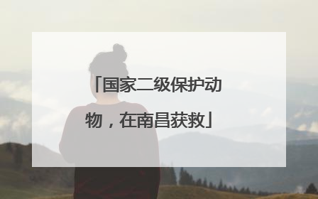 国家二级保护动物,在南昌获救