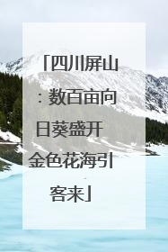 四川屏山：数百亩向日葵盛开 金色花海引客来