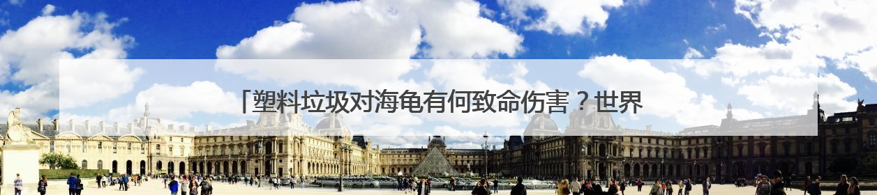 塑料垃圾对海龟有何致命伤害？世界环境日总台记者走进开普敦海洋馆