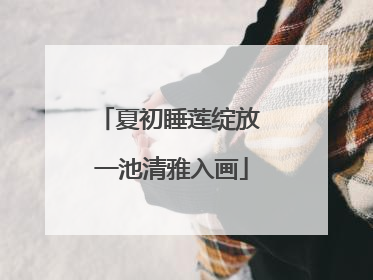 夏初睡莲绽放 一池清雅入画