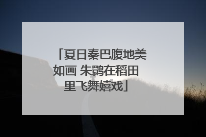夏日秦巴腹地美如画 朱鹮在稻田里飞舞嬉戏