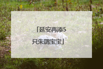 延安再添5只朱鹮宝宝