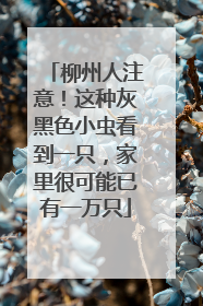 柳州人注意！这种灰黑色小虫看到一只，家里很可能已有一万只