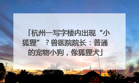 杭州一写字楼内出现“小狐狸”？兽医院院长：普通的宠物小狗，像狐狸犬