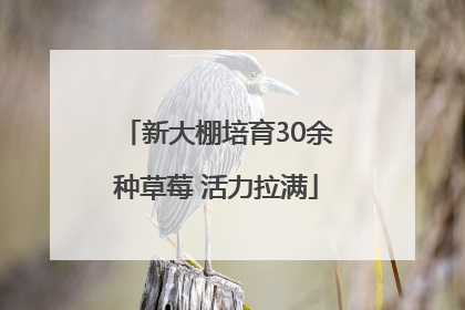新大棚培育30余种草莓 活力拉满