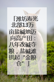 潍坊寿光北部13万亩盐碱地迈向高产田：八年改碱夺粮，盐碱滩拱起“金粮仓”