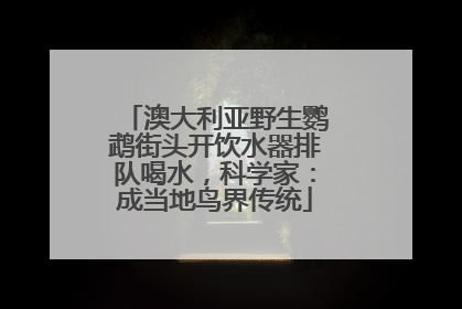 澳大利亚野生鹦鹉街头开饮水器排队喝水，科学家：成当地鸟界传统