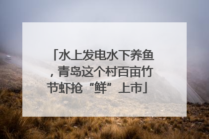 水上发电水下养鱼，青岛这个村百亩竹节虾抢“鲜”上市