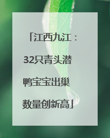 江西九江：32只青头潜鸭宝宝出巢 数量创新高