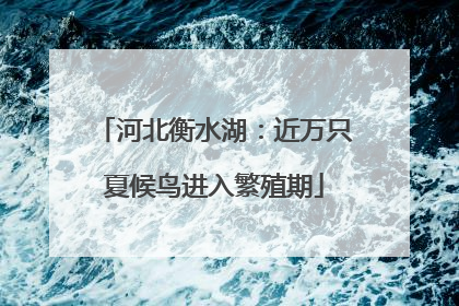 河北衡水湖：近万只夏候鸟进入繁殖期