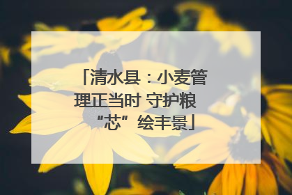 清水县：小麦管理正当时 守护粮“芯”绘丰景