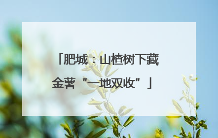 肥城：山楂树下藏金薯“一地双收”