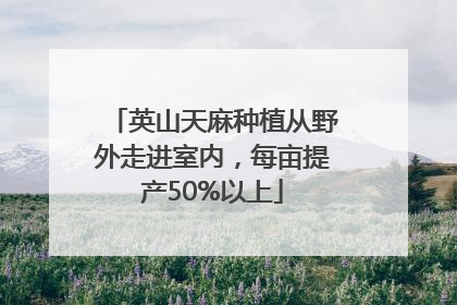 英山天麻种植从野外走进室内，每亩提产50%以上