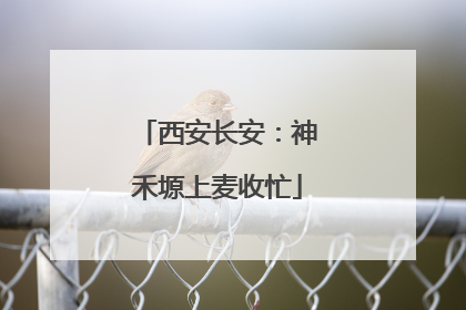 西安长安：神禾塬上麦收忙