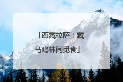 西藏拉萨：藏马鸡林间觅食