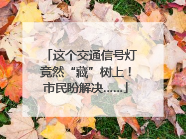 这个交通信号灯竟然“藏”树上！市民盼解决……