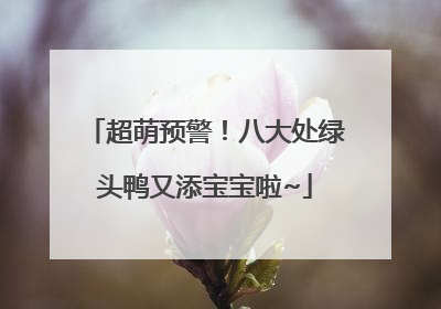 超萌预警！八大处绿头鸭又添宝宝啦~