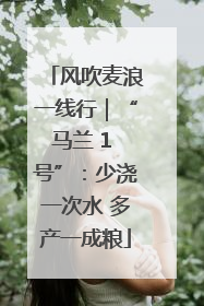 风吹麦浪一线行｜“马兰 1 号”：少浇一次水 多产一成粮