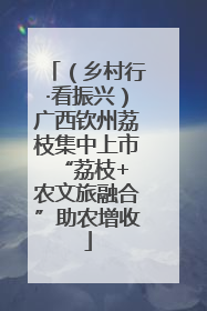 （乡村行·看振兴）广西钦州荔枝集中上市 “荔枝+农文旅融合”助农增收