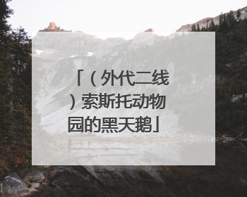 （外代二线）索斯托动物园的黑天鹅